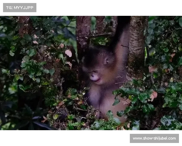 云南球会首设滇金丝猴走廊 推动高尔夫球场野生动物保护新举措